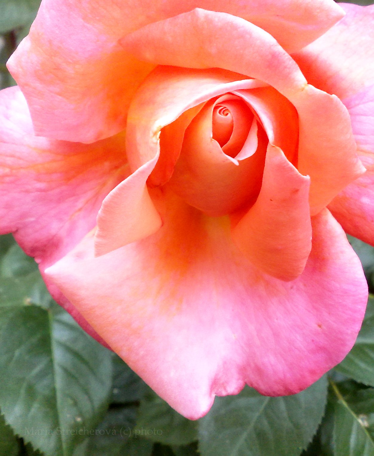 Šípová ruža ružová, s okvetnými lístkami v tvare "krídlatého" čepca.