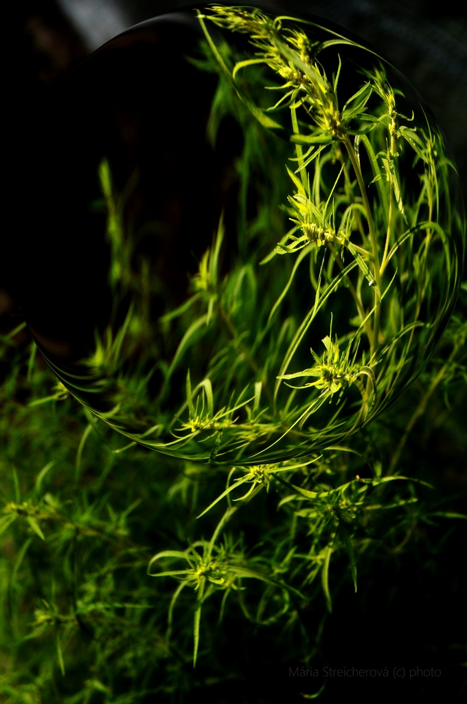 Záber zelených liston kríčkovej rastliny v grafickej úprave. S detailom zväčšeným lupou.