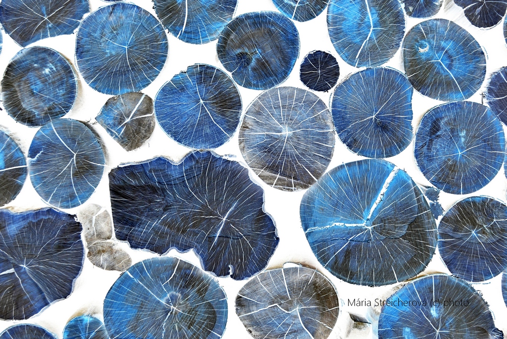 Kompozícia z rezných profilov kmeňov stromov v bielo, modro, čiernej farebnej úprave.