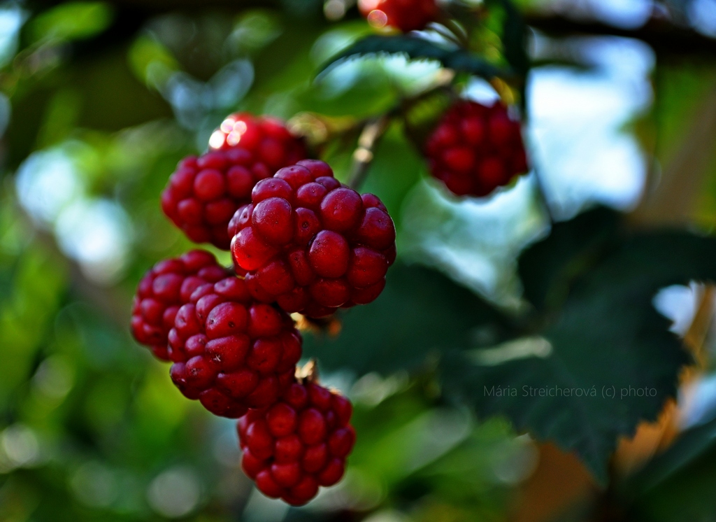 Červené plody ostružin so zeleným pozadím ostružinových listov. Priesvitná bobuľka jedného ostružinového plodu.