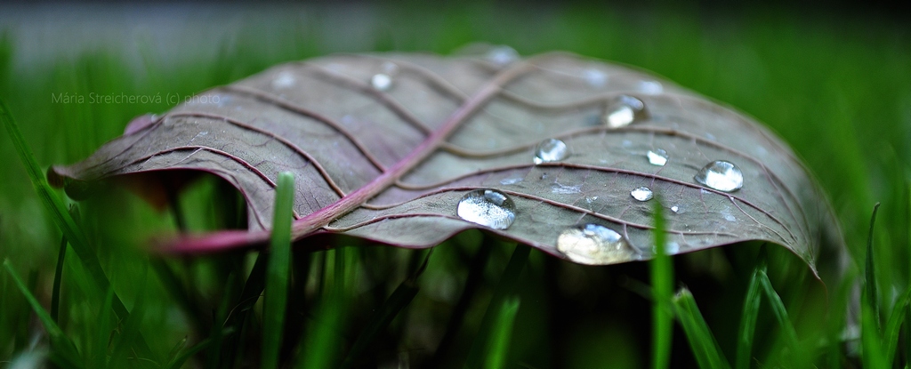 Opak listu spadnutého na tráve, s fialovými rebrami a s kvapkami vody.