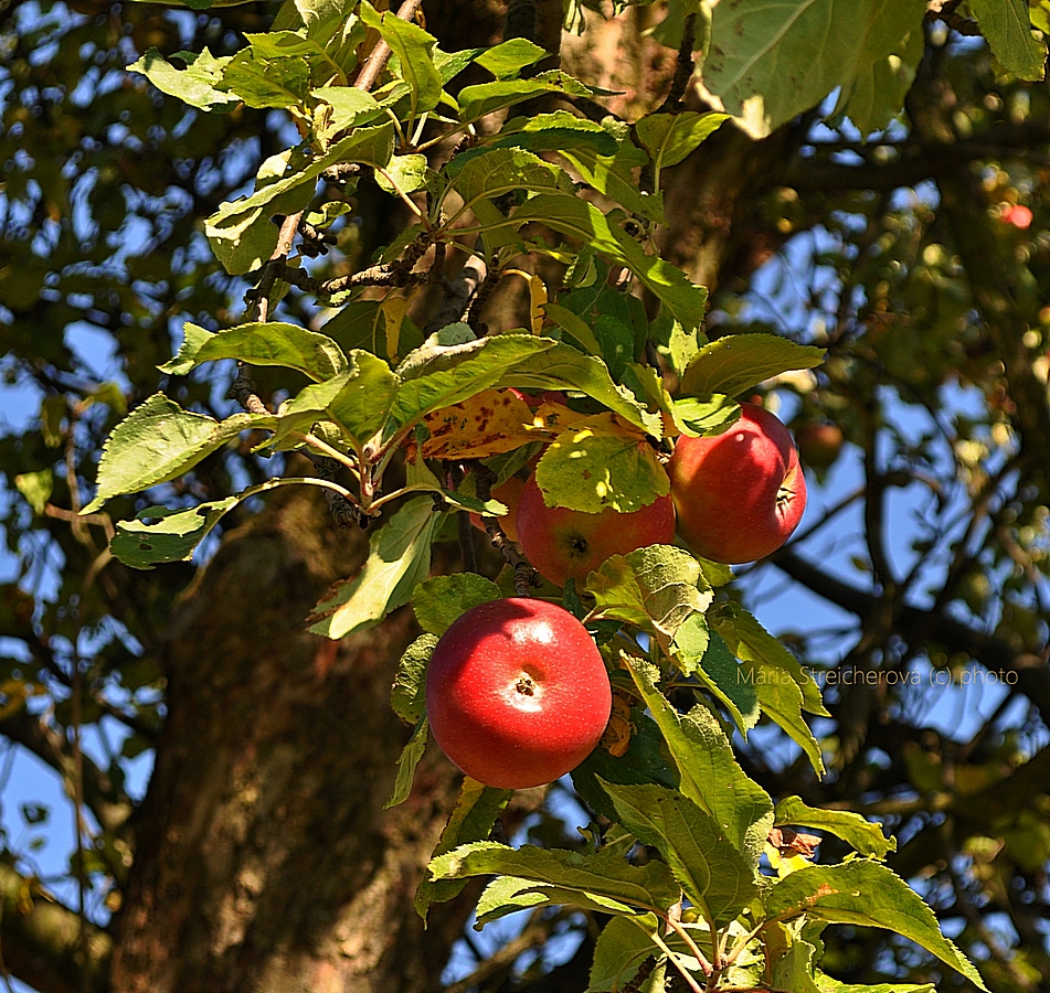 Červené jablká starej odrody na starom stromeso zeleným lístím.