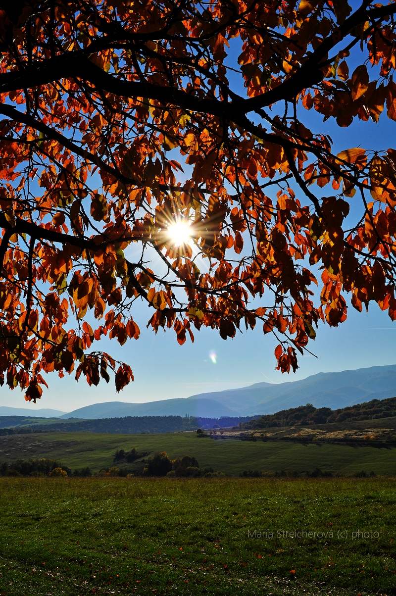 Záber jesennej krajiny s ďalekým horizontom sivomodrých pahorkov s presvitajúcimi lúčmi slnka cez sito červených, jesenne sfarbených, listov čerešne.